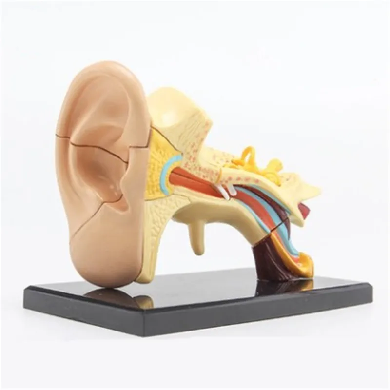 

3D mini Human Ear Anatolly Model 14 pcs Assembled Human Anatomy Model Gift for Children