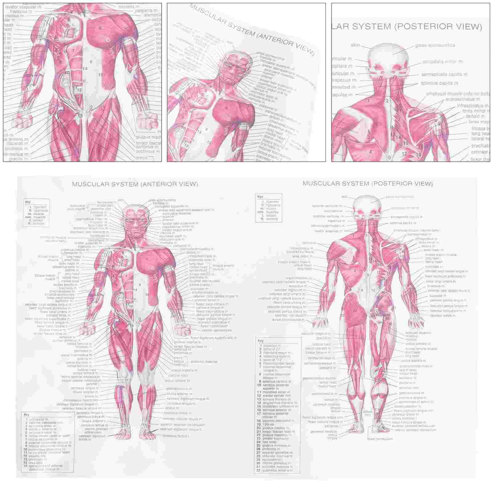 Office Decoration Painting Poster Medical Silk Cloth Skeletal Structure Anatomy
Office Decoration Painting Poster Medical Silk Cloth Skeletal Structure Anatomy