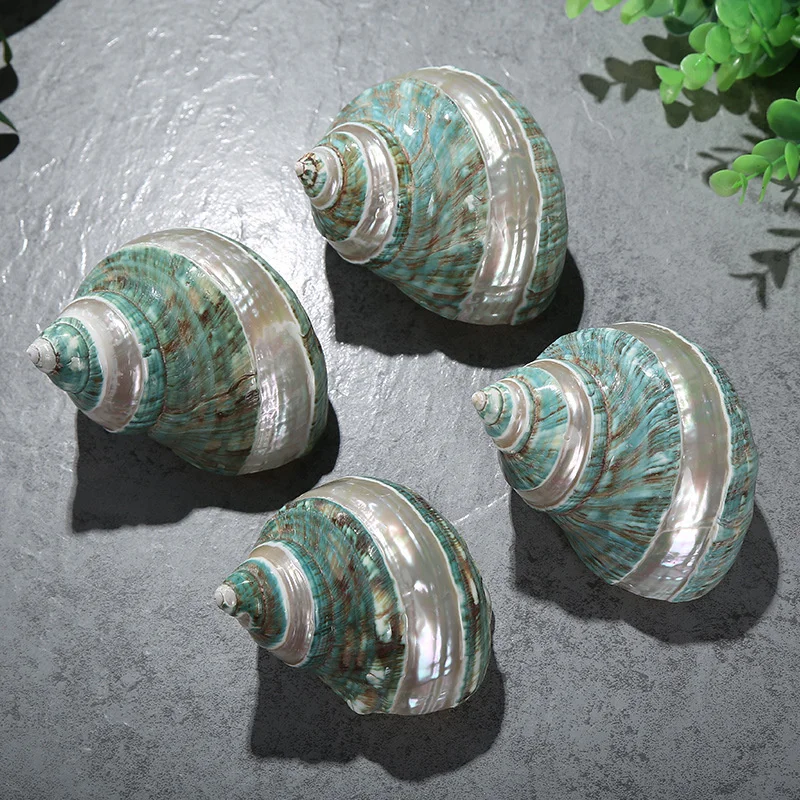 1pcs 9-10 cm Large Fluorescent Striped Snail Mediterranean Shell Snail Collection Specimen Green Rong Snail Home Decoration 
1pcs 9-10 cm Large Fluorescent Striped Snail Mediterranean Shell Snail Collection Specimen Green Rong Snail Home Decoration