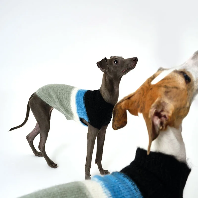 Autumn/Winter Pet Blue matching sleeveless knit vest Mohair wool sweater Dog clothing Greyhound fashion inside match
Autumn/Winter Pet Blue matching sleeveless knit vest Mohair wool sweater Dog clothing Greyhound fashion inside match