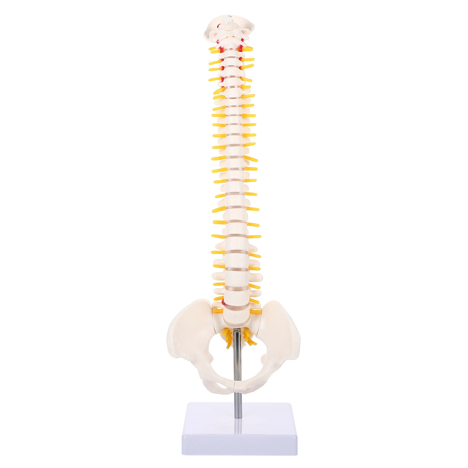 Model Spine Anatomy Human Spinal Anatomical Models Training Lumbar Vertebrae Practice Body Chiropractic Demonstration
Model Spine Anatomy Human Spinal Anatomical Models Training Lumbar Vertebrae Practice Body Chiropractic Demonstration