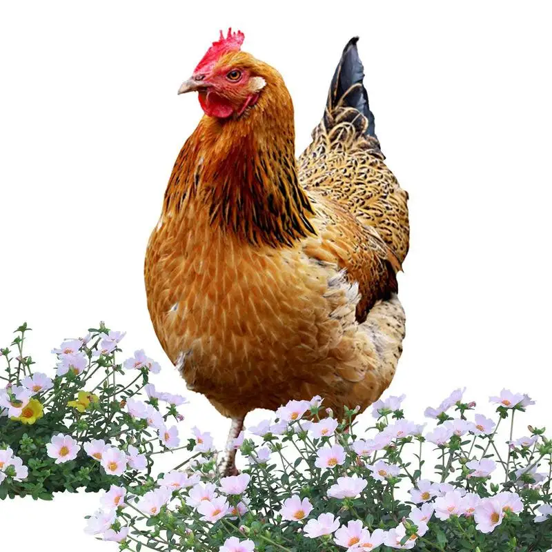 Chicken Decor 2D Acrylic Hen Sculpture Outdoor Standing Chicken Ornament For Patio Backyard Lawn Yard And Garden Decor
Chicken Decor 2D Acrylic Hen Sculpture Outdoor Standing Chicken Ornament For Patio Backyard Lawn Yard And Garden Decor