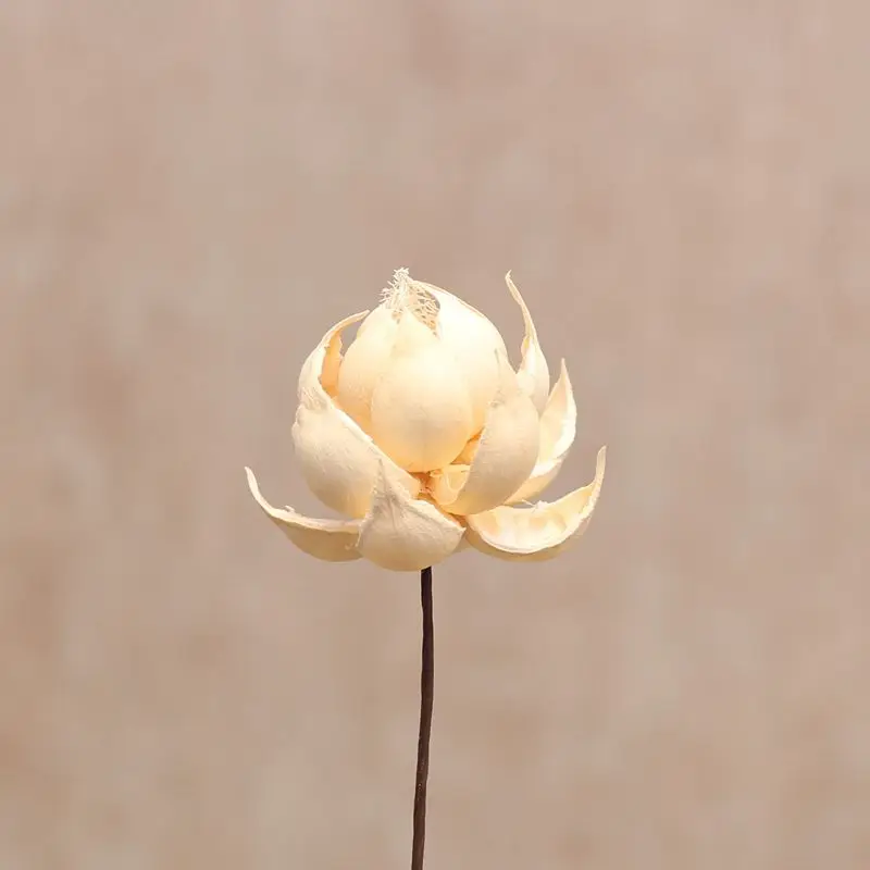 

1pcs 50cm Art Lotus Branch Natural Dried Flower Real Preserved Flower Creative Wedding Decoration Arrangement Floral