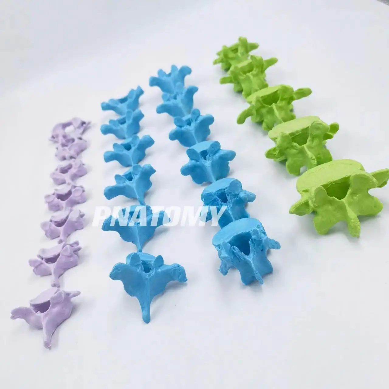 Colored Human Cervical Spine Lumbar Thoracic Atlas Axis Skeleton Model Educational Equipment Medical Sciences Teaching Tool
Colored Human Cervical Spine Lumbar Thoracic Atlas Axis Skeleton Model Educational Equipment Medical Sciences Teaching Tool