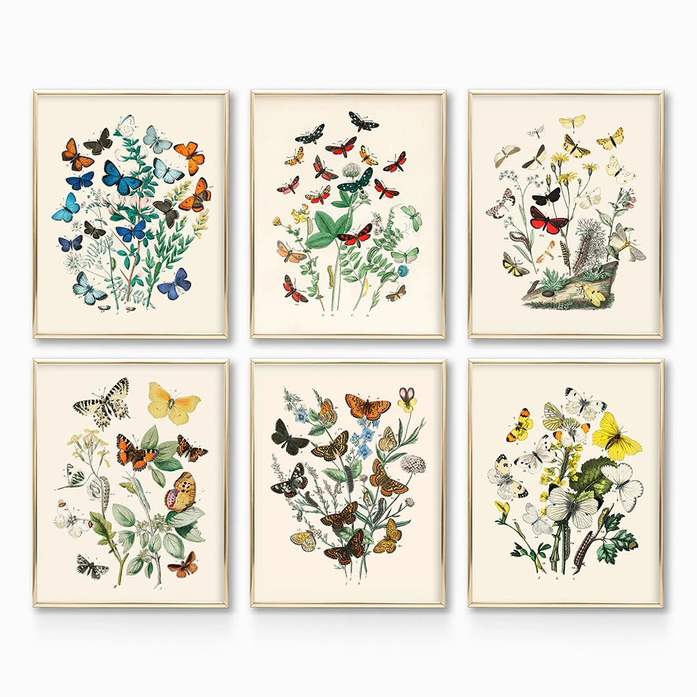 Antique Butterfly Vintage Poster Prints Insect Kind Nature Education Wall Art Canvas Painting Picture Kids Room Home Wall Decor
Antique Butterfly Vintage Poster Prints Insect Kind Nature Education Wall Art Canvas Painting Picture Kids Room Home Wall Decor