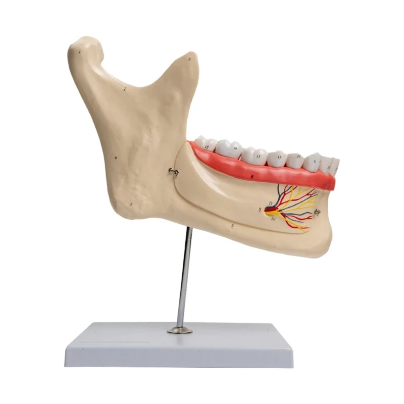Human Lower Teeth Anatomy Model for Diseases Study, Anatomical Mandible and Teeth Model Medical Teaching Aids
Human Lower Teeth Anatomy Model for Diseases Study, Anatomical Mandible and Teeth Model Medical Teaching Aids