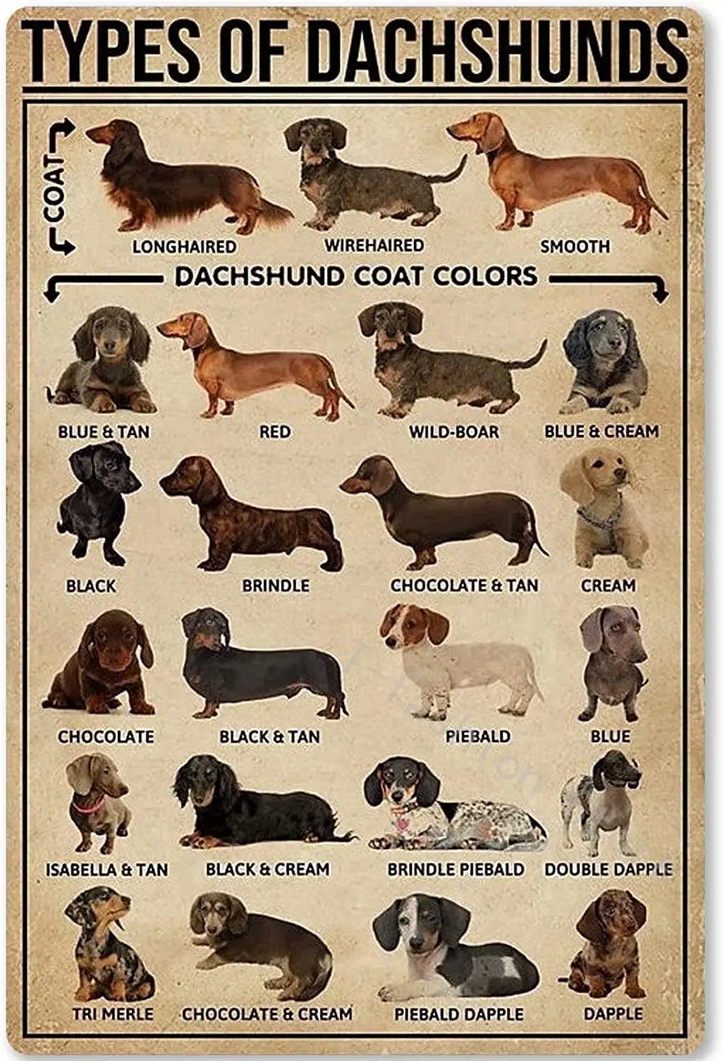 Metal Tin Sign Types of Dachshunds Animal Education Poster Knowledge Infographic for School Home Kitchen Cafe Wall
Metal Tin Sign Types of Dachshunds Animal Education Poster Knowledge Infographic for School Home Kitchen Cafe Wall
