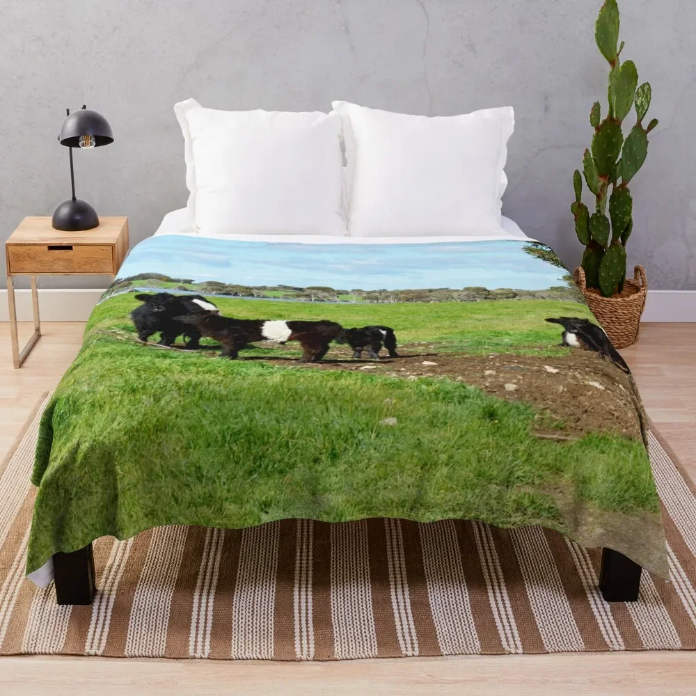 Belted Galloway Cows And Calves, Throw Blanket Blankets For Baby Warm Loose Softest Decorative Throw Blankets
Belted Galloway Cows And Calves, Throw Blanket Blankets For Baby Warm Loose Softest Decorative Throw Blankets