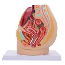 Female Pelvic Anatomical Model Reproductive System Anatomy Model Pelvic Cavity Model
Female Pelvic Anatomical Model Reproductive System Anatomy Model Pelvic Cavity Model