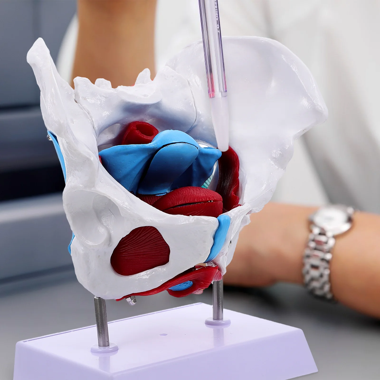 

Модель тазовой матки, модель таза для обучения мышц, анатомическая образовательная медицинская Напольная конструкция из ПВХ для женщин