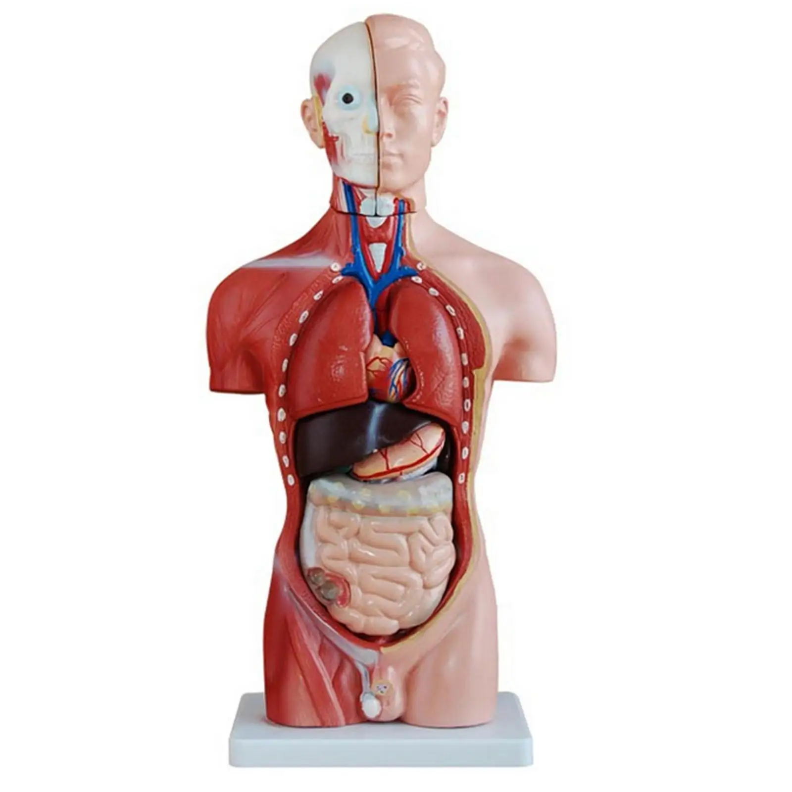 PVC Human 42cm Male Torso Anatomical Model Skeleton Medical Anatomy 13 Part 
PVC Human 42cm Male Torso Anatomical Model Skeleton Medical Anatomy 13 Part