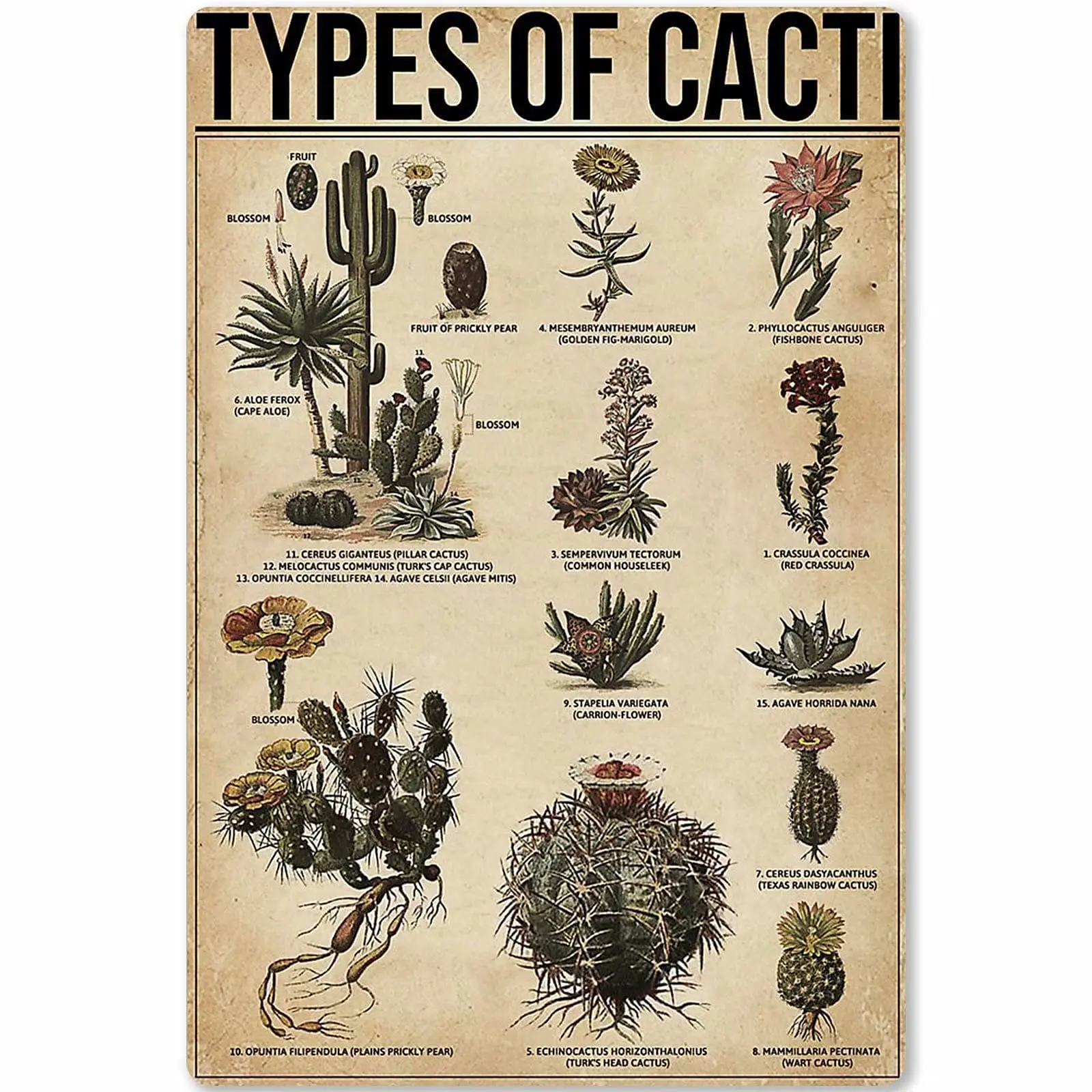 

Veidsuh Types of Cacti Vintage Novelty Funny Home Bathroom Cottage Farm Rustic Man Cave Parlor Retro Tin Sign Mural Wall Decor