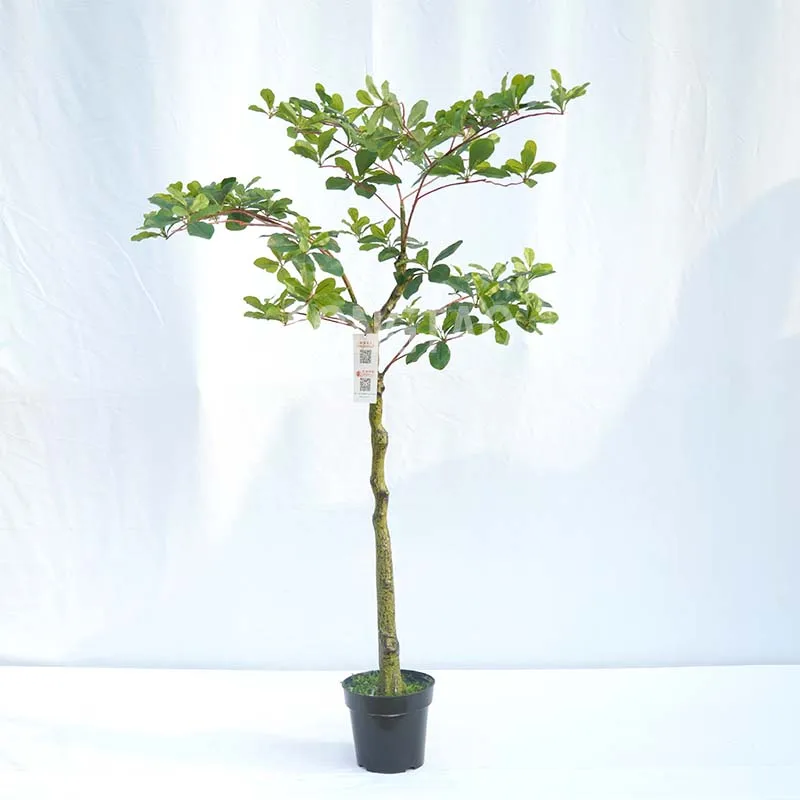 custom.Customized Indoor Decorative Greenery Decorative Bonsai Trees Artificial Trees Artificial Green Plants Bonsai P
custom.Customized Indoor Decorative Greenery Decorative Bonsai Trees Artificial Trees Artificial Green Plants Bonsai P