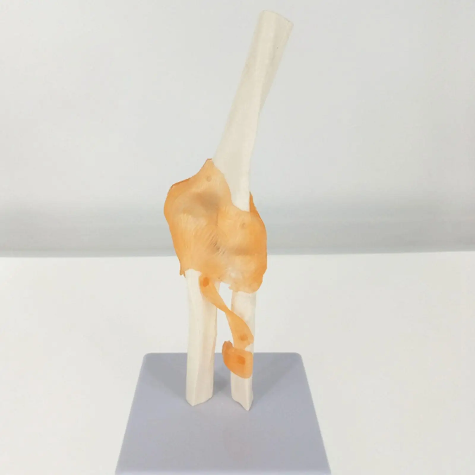 PVC Elbow Joint Anatomical Model Skeleton Human Medical Anatomy Life Size Functional Type
PVC Elbow Joint Anatomical Model Skeleton Human Medical Anatomy Life Size Functional Type