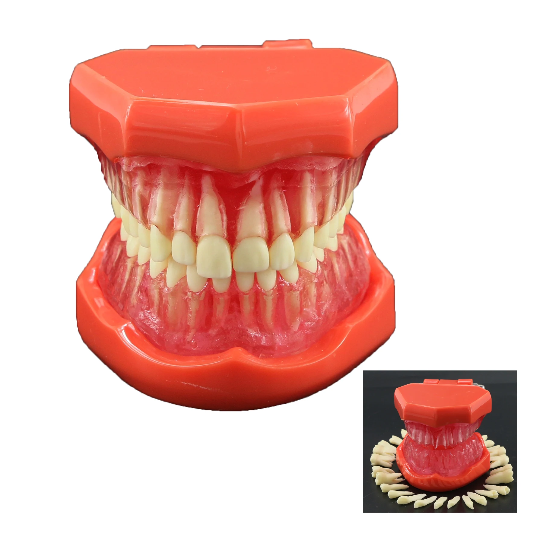 Dental Model Removable Teeth Standard Adult Typodont 28pcs Teeth Soft Gums For Dentist Teaching Study Demo
Dental Model Removable Teeth Standard Adult Typodont 28pcs Teeth Soft Gums For Dentist Teaching Study Demo