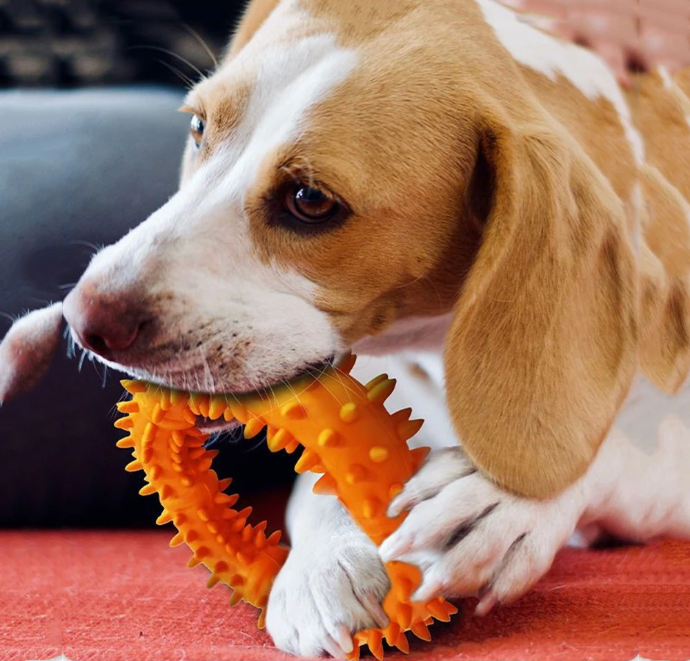 Pet Toy Grinding Ring Rubber Burr Ring Teeth Cleaning Interactive Dog Training Medium and Small Dog Bite-Resistant Pet Supplies
Pet Toy Grinding Ring Rubber Burr Ring Teeth Cleaning Interactive Dog Training Medium and Small Dog Bite-Resistant Pet Supplies