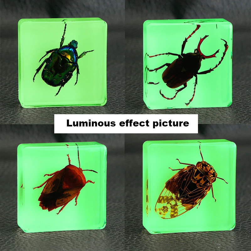 Funny New Square Luminous Insect Specimens Transparent Resin Fluorescent Ornaments Children's Early Education Teaching Toys 
Funny New Square Luminous Insect Specimens Transparent Resin Fluorescent Ornaments Children's Early Education Teaching Toys