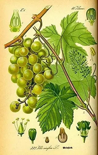 New Vintage Fruit Plant Grape Home Bar Club Kitchen Restaurant Wall Art Deco Plaque 12X8Inch Sign tin Metal Tin Sign Metal Sign
New Vintage Fruit Plant Grape Home Bar Club Kitchen Restaurant Wall Art Deco Plaque 12X8Inch Sign tin Metal Tin Sign Metal Sign
