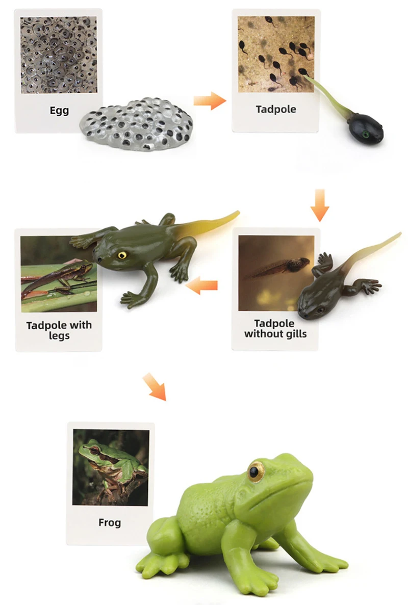 Tierlebenszyklus Kinderspielzeug Simulation Pflanzenmodell Montessori Lehrmittel Tierwachstumszyklus Modell Set Kognitives Spielzeug Tierlebenszyklus Kinderspielzeug Simulation Pflanzenmodell Montessori Lehrmittel Tierwachstumszyklus Modell Set Kognitives Spielzeug