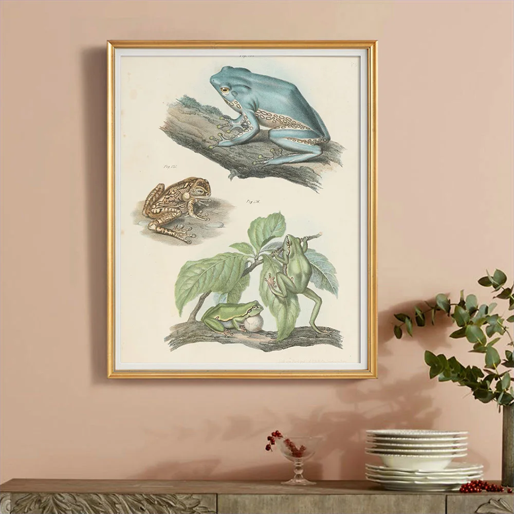 Leaf Frog Science Illustration Vintage Print Art Poster Animal Canvas Painting Home Decor Wall Stickers
Leaf Frog Science Illustration Vintage Print Art Poster Animal Canvas Painting Home Decor Wall Stickers