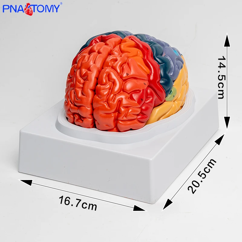 

Human Brain Model Anatomy Medical School Teaching Tool Lab Display Cerebral Anatomical Model Anatomy 1:1 Half Brain Brainstem