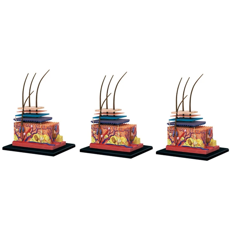 3X 4D Human Skin Model Hair Organs Assembling Puzzle Model Teaching Model Manikin Science Anatomical Model
3X 4D Human Skin Model Hair Organs Assembling Puzzle Model Teaching Model Manikin Science Anatomical Model