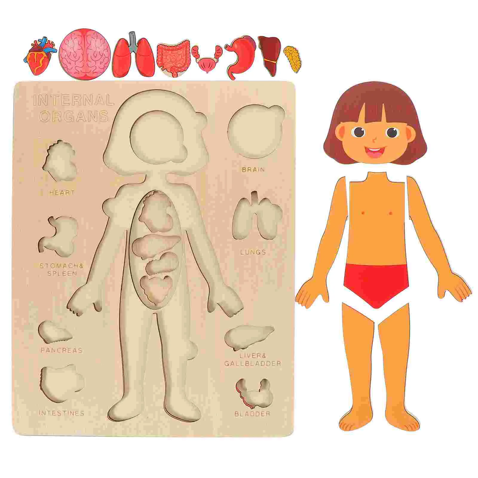 

Игрушка орган познавательная конструкция человеческого тела модели пазлов для обучения детям органов