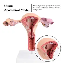 1Pc Practical Uterus Model Female Reproductive System Model for Medical Training
1Pc Practical Uterus Model Female Reproductive System Model for Medical Training