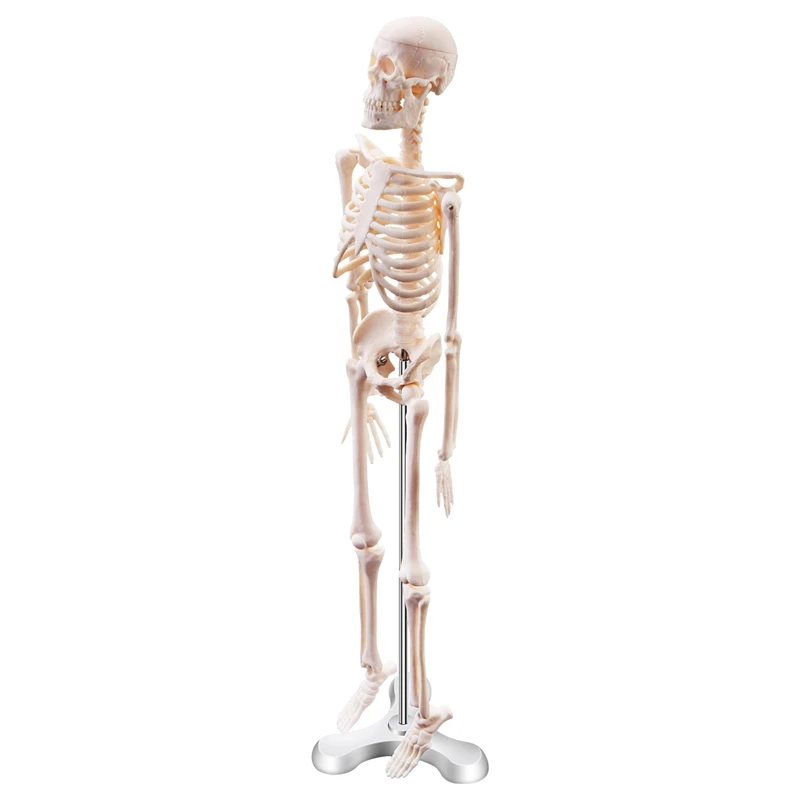 

45CM Human Anatomical Anatomy Skeleton Model Poster Learn Aid Anatomy Human Skeletal Model