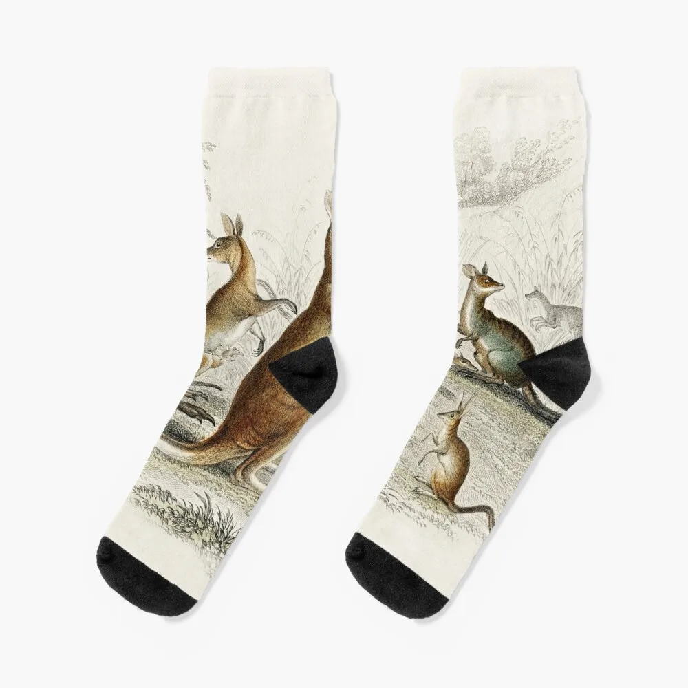 Kangaroos on the Loose - Vintage Scientific Illustration Socks Antiskid soccer Children's retro Male Socks Women's
Kangaroos on the Loose - Vintage Scientific Illustration Socks Antiskid soccer Children's retro Male Socks Women's