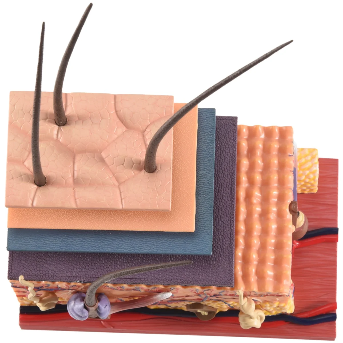 4D Human Skin Model Hair Organs Assembling Puzzle Model Teaching Model Manikin Science Anatomical Model 
4D Human Skin Model Hair Organs Assembling Puzzle Model Teaching Model Manikin Science Anatomical Model