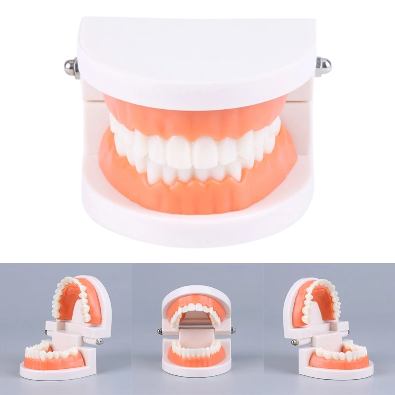 Standard Teeth Model Adult Standard Typodont Demonstration Denture Model Compatible w/ Kids Dental Teachig Clean Drop Shipping
Standard Teeth Model Adult Standard Typodont Demonstration Denture Model Compatible w/ Kids Dental Teachig Clean Drop Shipping