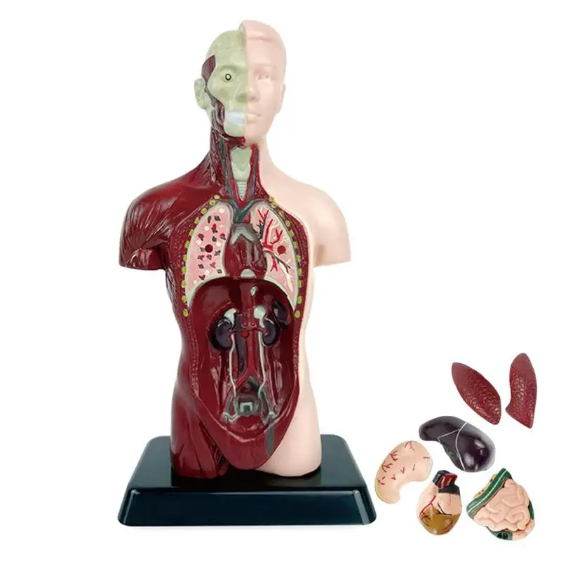 Medicals Torso Human Body Model 6 Parts Anatomy Doll With Accurate Organs Medicals Torso For School Teaching Anatomical Study
Medicals Torso Human Body Model 6 Parts Anatomy Doll With Accurate Organs Medicals Torso For School Teaching Anatomical Study