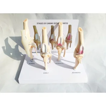 수의과 개 무릎 관절염 해부 모델, 4 단계 해골