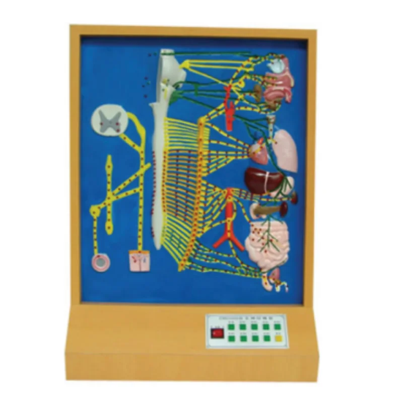 Медицинская школа обучение вегетативной нервной электрической модели BIX-A2106 MQ032
Медицинская школа обучение вегетативной нервной электрической модели BIX-A2106 MQ032