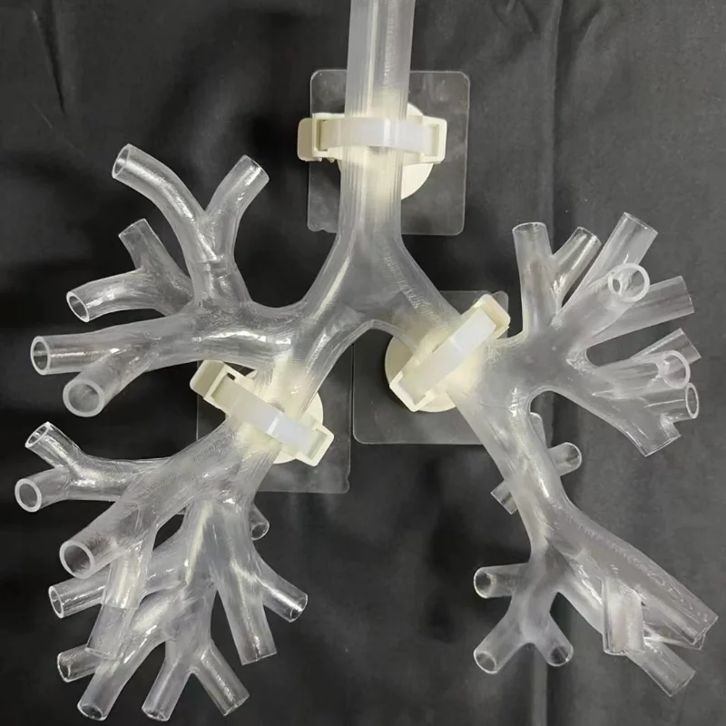 Bronchial Model Fiber Bronchial Model Bronchoscopy Training Model Fourth grade Bronchial Transparent Resin 
Bronchial Model Fiber Bronchial Model Bronchoscopy Training Model Fourth grade Bronchial Transparent Resin