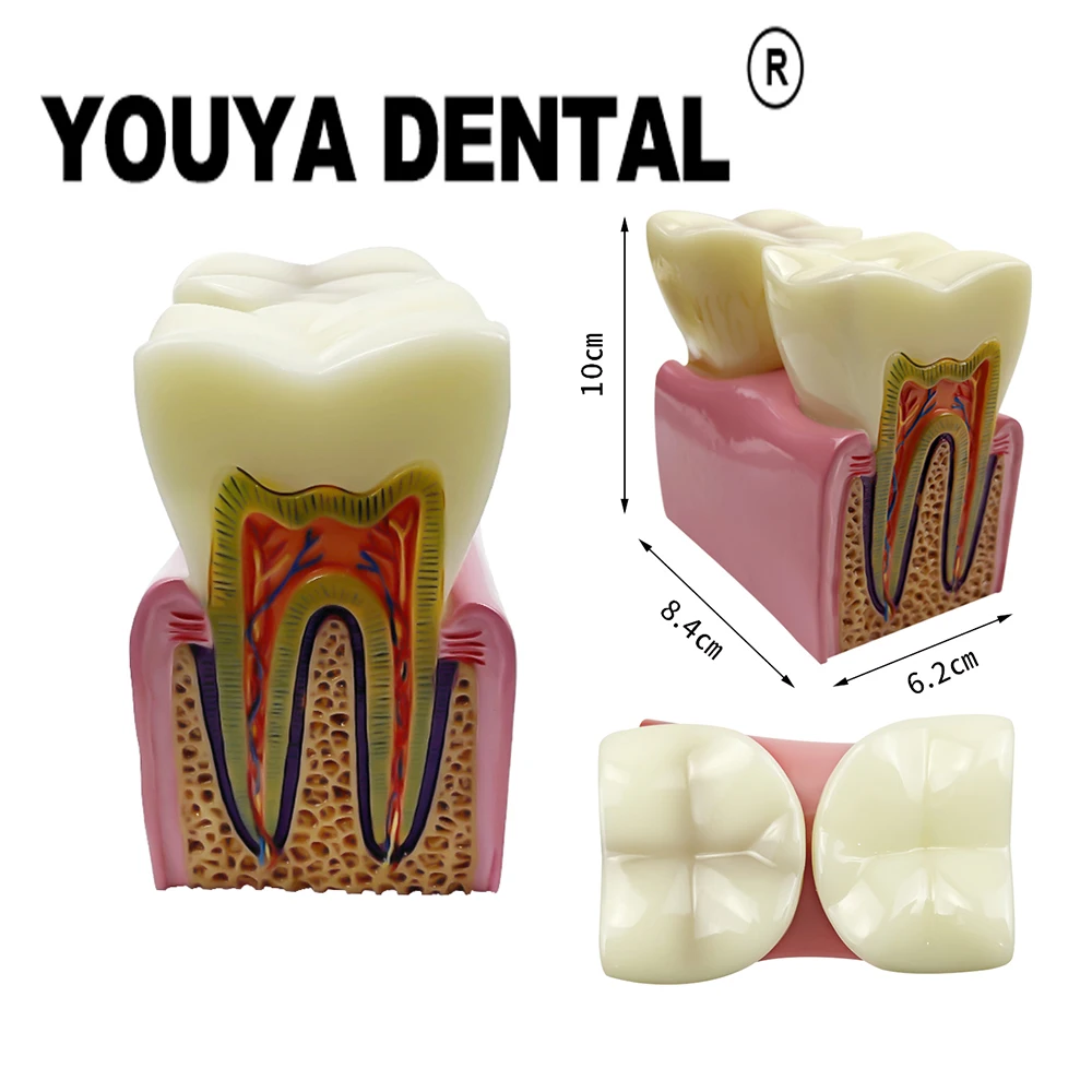 

Dental Anatomy Molar Model Anatomy Comparison Models for Dentist Technician Student Practice Training Studying Models