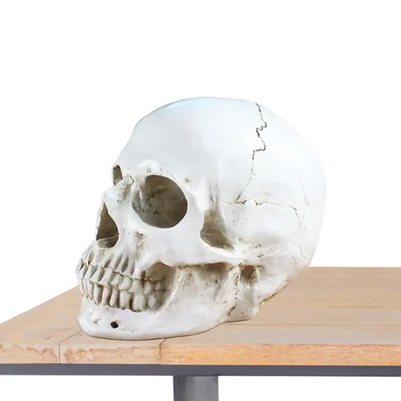 Halloween Skeleton Skull Realistic Skeleton Head Multiple Size Skull Model Tabletop Skull Art Craft Bone Model Party Decoration
Halloween Skeleton Skull Realistic Skeleton Head Multiple Size Skull Model Tabletop Skull Art Craft Bone Model Party Decoration