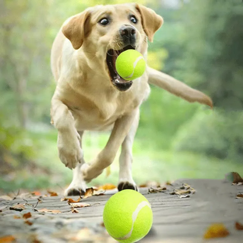 Cat Dog Mini Bouncy Ball Toys Lnteractive Ball Nip Cat Dog Training Toy Pet Playing Ball Pet Supplies Products Toy for Cats
Cat Dog Mini Bouncy Ball Toys Lnteractive Ball Nip Cat Dog Training Toy Pet Playing Ball Pet Supplies Products Toy for Cats