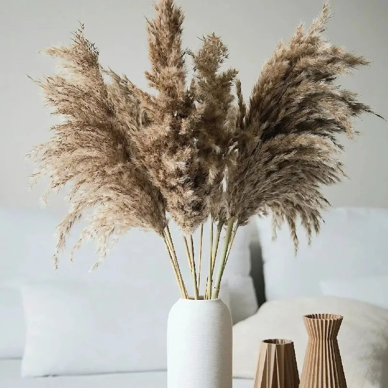 Natural Dried Flowers Bunny Tail Pampas Reed Dried Wedding Plants Fleurs Artificielles Boho Home Decor Photo Props Flores
Natural Dried Flowers Bunny Tail Pampas Reed Dried Wedding Plants Fleurs Artificielles Boho Home Decor Photo Props Flores