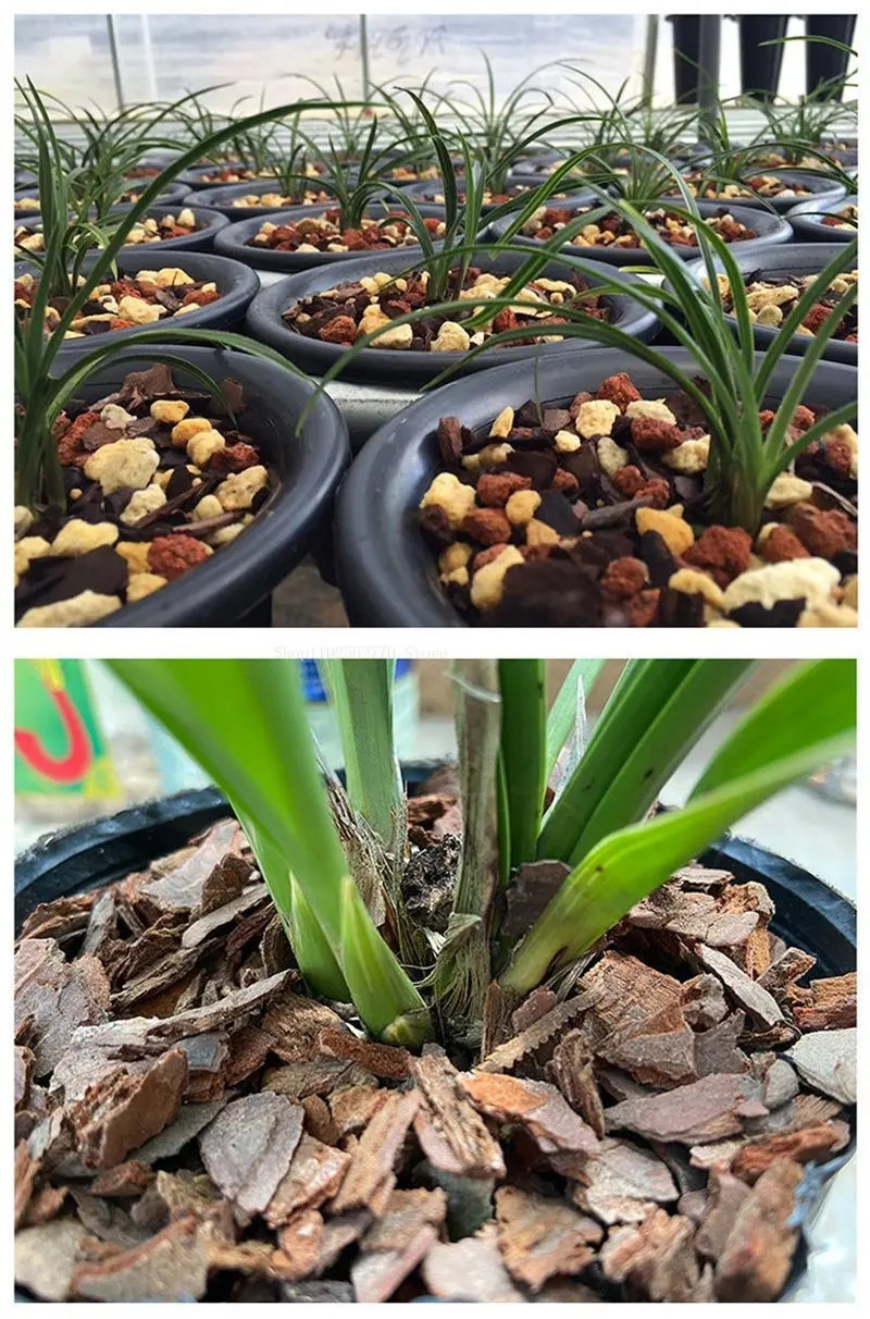 500g Natural Fermented Pine Bark Potting Mix for Plants & Orchids Sa8dad16f1bb24b9bae8e6efe4c811126d