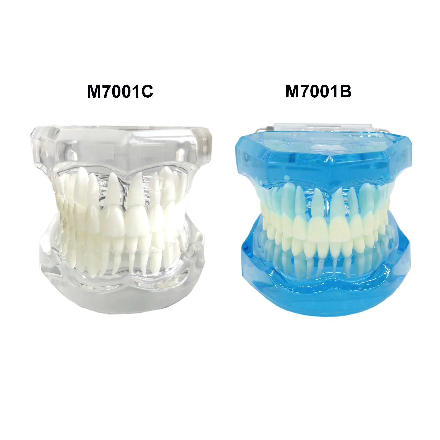 Dental 1:1 Standard Typodont Adult Teeth Model For Dentistry Teaching Studying Brushing Flossing Demo M7001 Blue/Clear 
Dental 1:1 Standard Typodont Adult Teeth Model For Dentistry Teaching Studying Brushing Flossing Demo M7001 Blue/Clear