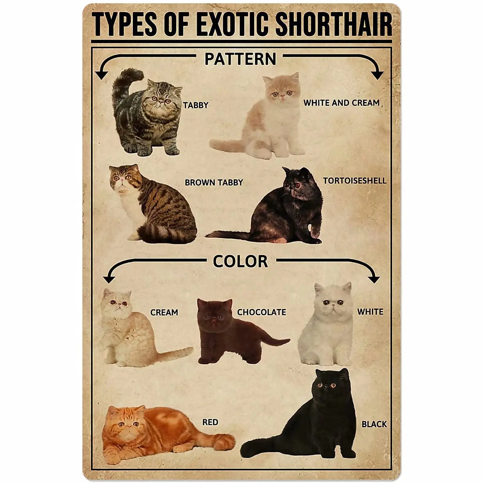 Veidsuh Types of Exotic Shorthair Retro Poster Plaque for Club Cafe Bar Home Kitchen Wall Decoration 
Veidsuh Types of Exotic Shorthair Retro Poster Plaque for Club Cafe Bar Home Kitchen Wall Decoration