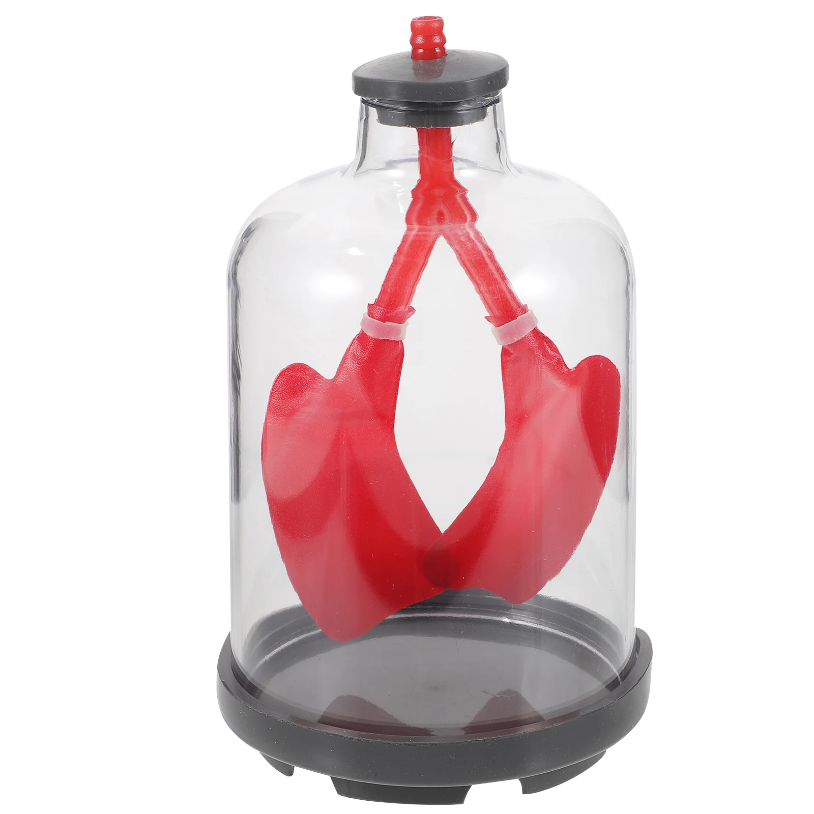 Lung Breathing Model Diaphragm Air Models Function Demonstration Teaching Aid Sports
Lung Breathing Model Diaphragm Air Models Function Demonstration Teaching Aid Sports