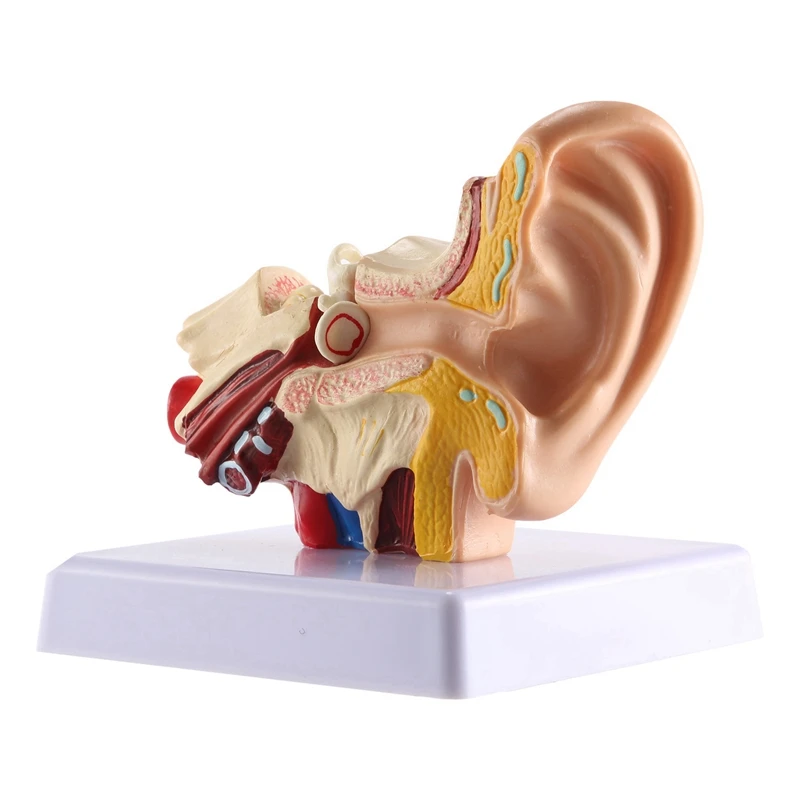

Модель анатомии человеческого уха 1,5x-профессиональная настольная модель конструкции внутреннего уха для обучения