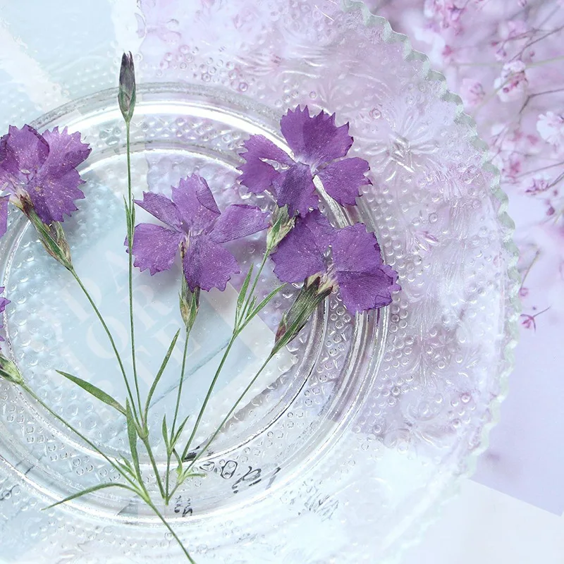 7-9cm/12pcs,Real Dianthus caryophyllus branches,pressed flower DIY bookmark phone case Decal real leaf material plant specimen
7-9cm/12pcs,Real Dianthus caryophyllus branches,pressed flower DIY bookmark phone case Decal real leaf material plant specimen