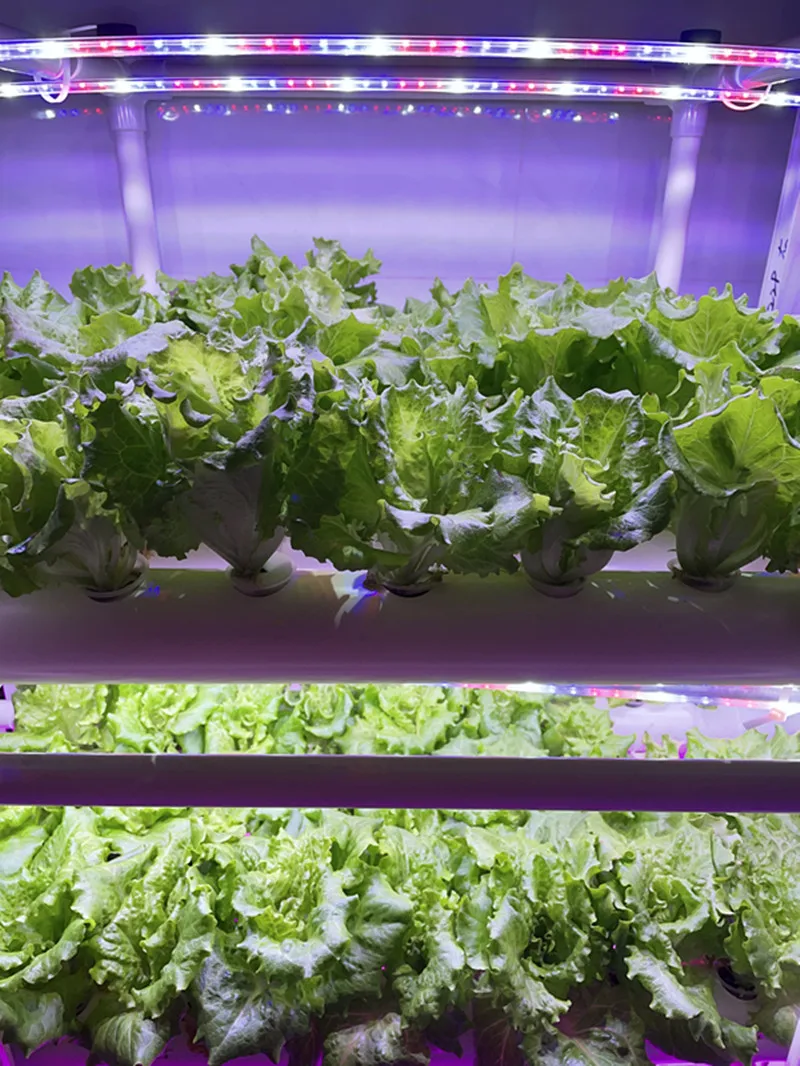 NFT Hydroponic Growing System Kit, DIY Home Garden Planter with 3 Layers 108 Holes and 6 Pcs LED Light
NFT Hydroponic Growing System Kit, DIY Home Garden Planter with 3 Layers 108 Holes and 6 Pcs LED Light