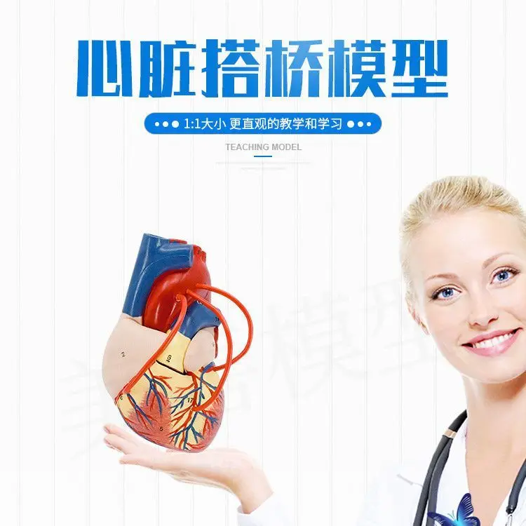 1.5x magnification of human heart model, anatomical model of visceral organ hierarchy, hospital cardiac bypass
1.5x magnification of human heart model, anatomical model of visceral organ hierarchy, hospital cardiac bypass