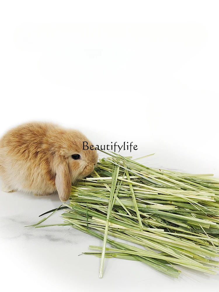Selected Arrhenatherum Elatius Rabbit Hay Premium High Quality Gold Arrhenatherum Elatius High Fiber Tender Green 
Selected Arrhenatherum Elatius Rabbit Hay Premium High Quality Gold Arrhenatherum Elatius High Fiber Tender Green