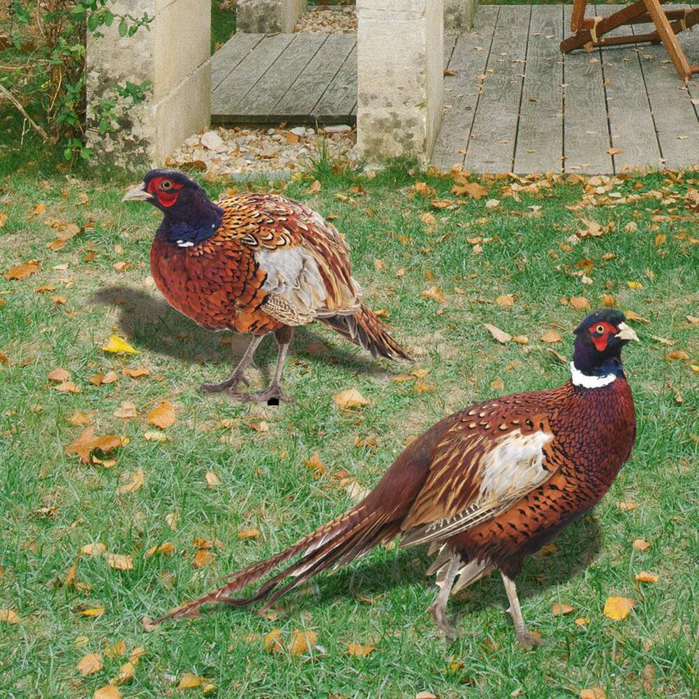 1/2Pc Pheasant Garden Decorations Pheasants Stake Lawn Courtyard Statue Sculptures Acrylic Stakes Outdoor Art Ground Plug Decor
1/2Pc Pheasant Garden Decorations Pheasants Stake Lawn Courtyard Statue Sculptures Acrylic Stakes Outdoor Art Ground Plug Decor